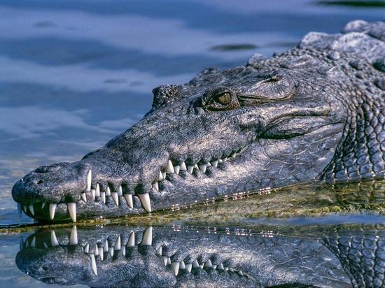 В Индонезии крокодил обезглавил подростка во время рыбалки