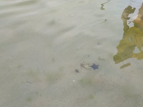 В реке Амур между Приамурьем и КНР уровень воды превысил критическую отметку