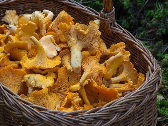 Диетолог рассказала, почему опасно часто есть грибы
