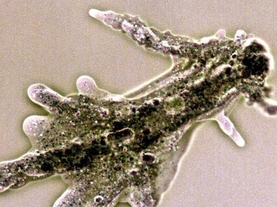 Российские ученые открыли новый вид амеб, «напичканных» смертельными бактериями