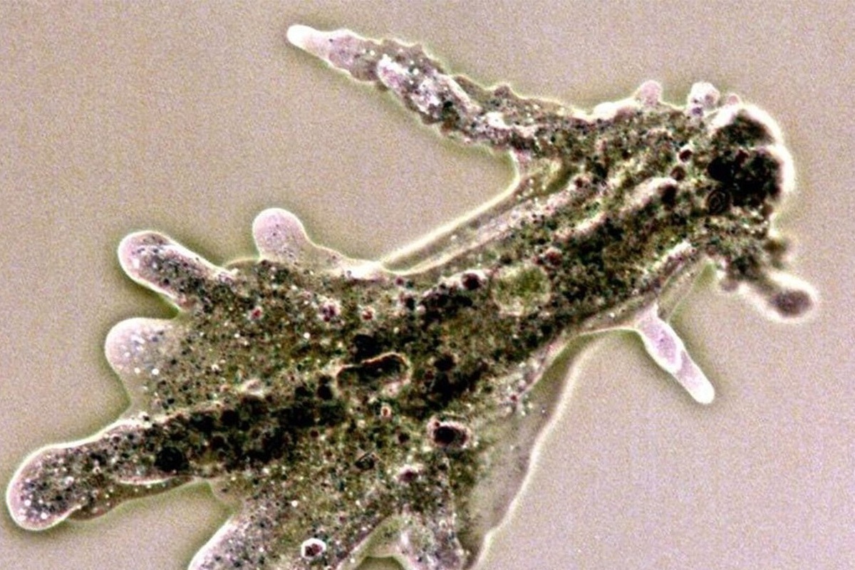 Russian scientists have discovered a new type of amoebas "stuffed" with deadly bacteria