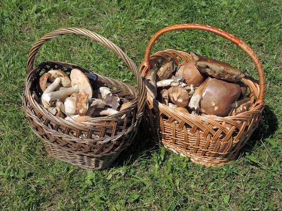Как правильно выбрать свежие грибы на рынке или трассе