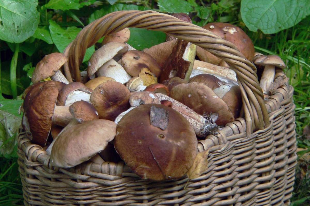 Весной есть грибы. Грибы в августе. Что за гриб. Запрещено есть грибы. Грибы в августе в Подмосковье.