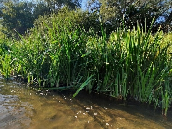 В Инжавинском районе в реке Панда утонул человек