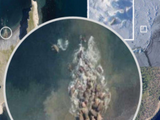 Экологи проведут комплексное исследование побережья Чукотского моря