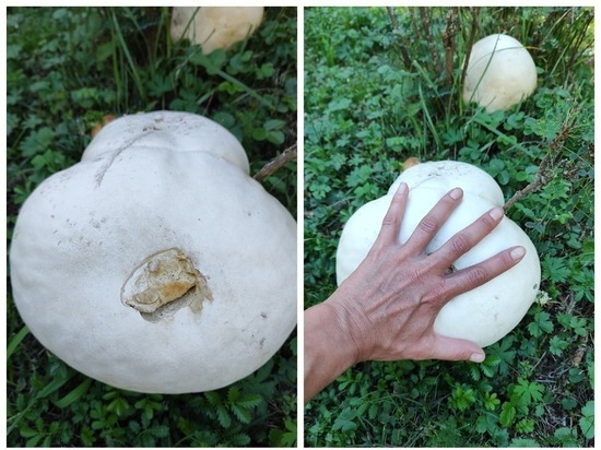 Новосибирцы нашли гриб размером с детскую голову