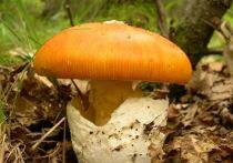 Последствием глобального потепления миколог Михаил Вишневский назвал то обстоятельство, что с юга в центральный регион массово переселились лекарственные грибы