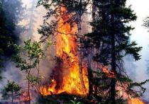 Лесные пожары – одна из главных экологических проблем всего мира, и Россия здесь не исключение