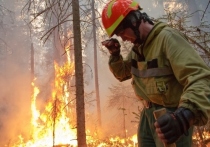 Лесные пожары – одно из самых страшных климатических ЧС