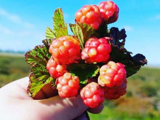Калорийность, содержание витаминов и микроэлементов: эксперт РАН рассказала «МК Ямал» о пользе северных ягод