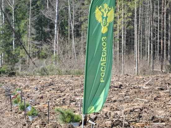 Рослесхоз резко раскритиковал работу Орловского управления лесами