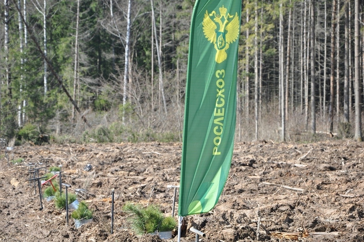 Рослесхоз. Леса России. Forest Орел Советская. Лесной Орел. Фото с праздником и пожеланиями Рослесхоза.