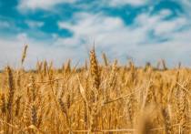 Пока отечественный Минсельхоз констатирует снижение сбора зерновых в нынешнем году, в отдельно взятом российском регионе празднуют рекорд урожайности пшеницы