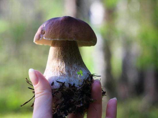 Эксперты Роспотребнадзора рассказали, в чем особенность белых грибов