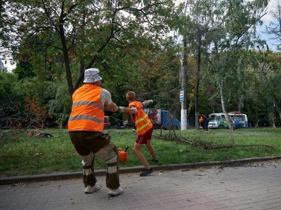 В Курске до конца года хотят спилить 2,5 тысячи больных деревьев