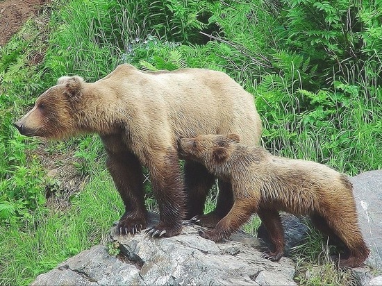 Женщина с дочерью встретили медведицу с медвежатами на окраине Читы