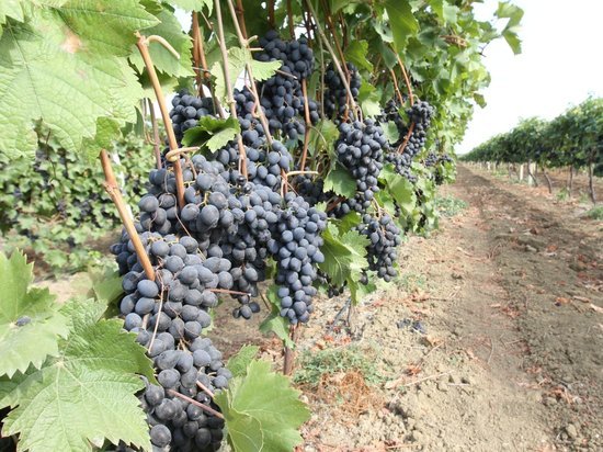 В Дагестане ожидают богатый урожай винограда