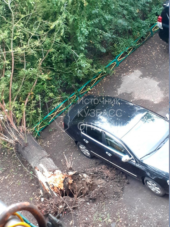 В кузбасском городе дерево вырвало с корнем