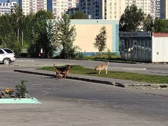 "Боюсь за ребёнка": на стаи бродячих собак в Первомайском районе пожаловались новосибирцы