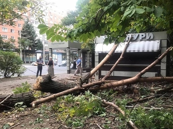 В Ростове из-за сильного ветра огромное дерево рухнуло на тротуар на Ворошиловском проспекте