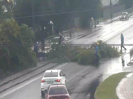 На улице Автолюбителей в Краснодаре дерево упало на дорогу