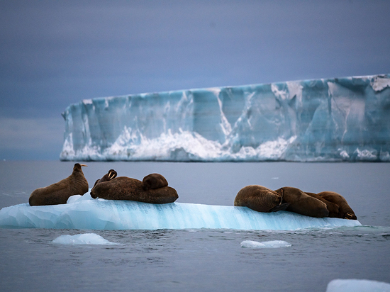 Ученые: Арктика нагревается в 4 раза быстрее остального земного шара