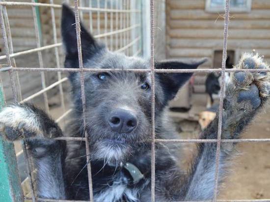 Жителей Костромы призывают добрыми делами отметить Всемирный день бездомных животных