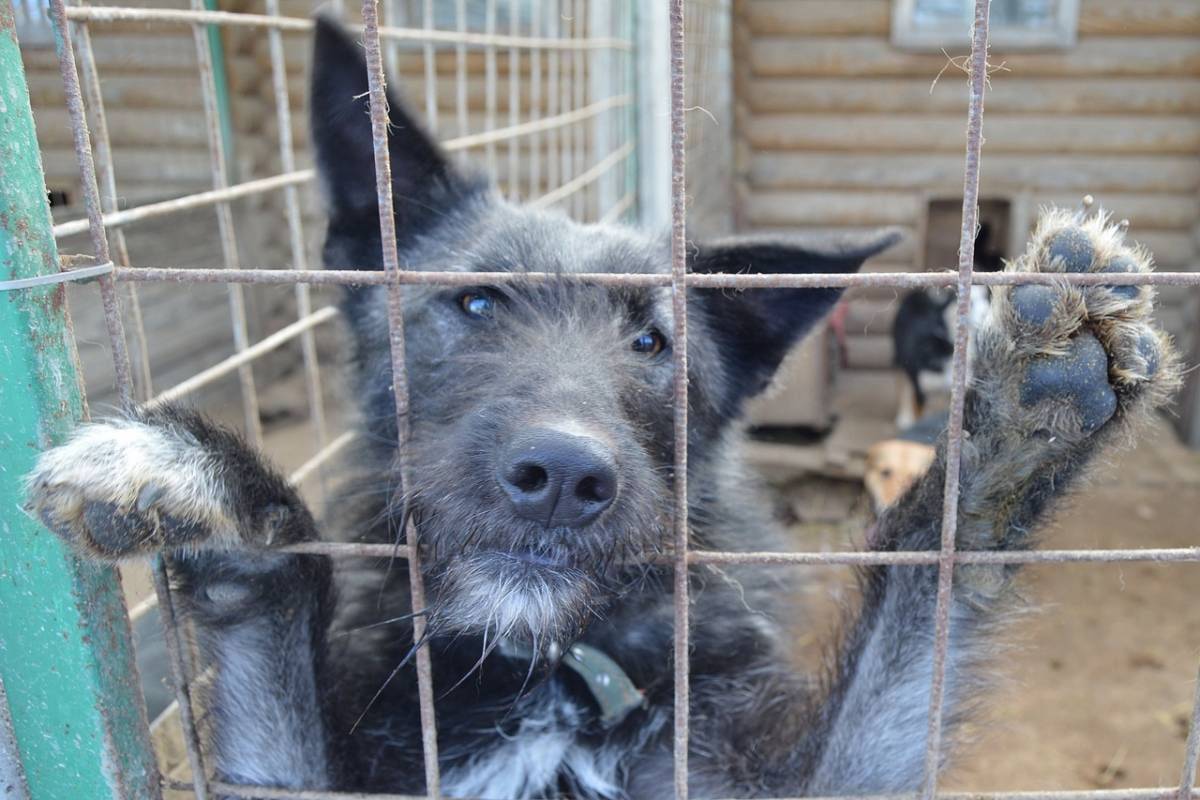 Жителей Костромы призывают добрыми делами отметить Всемирный день бездомных животных