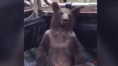 В Турции ветеринары спасли медведицу, объевшуюся "безумного меда"