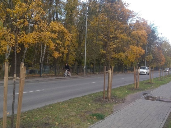 Осенью в Калининграде высадят 1 500 кустарников и 271 дерево - МК Калининград
