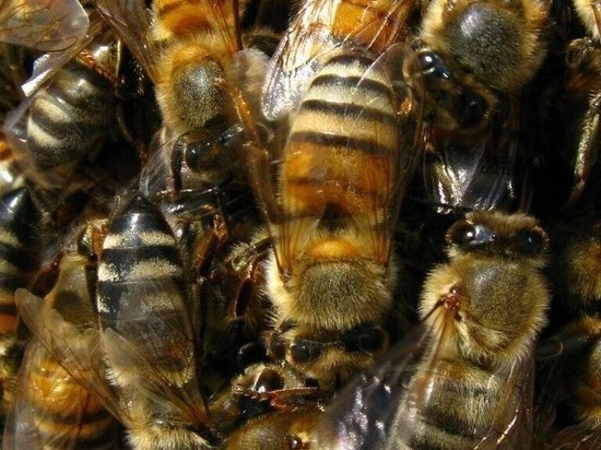 У пчел в Тверской области опять выявили опасное заболевание