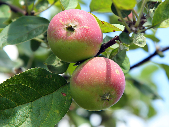 Яблочный Спас 19 августа: священник рассказал, становятся ли яблоки "волшебными"
