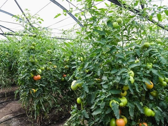 Советы садоводов: когда снимать томаты, чтобы защитить их от болезней