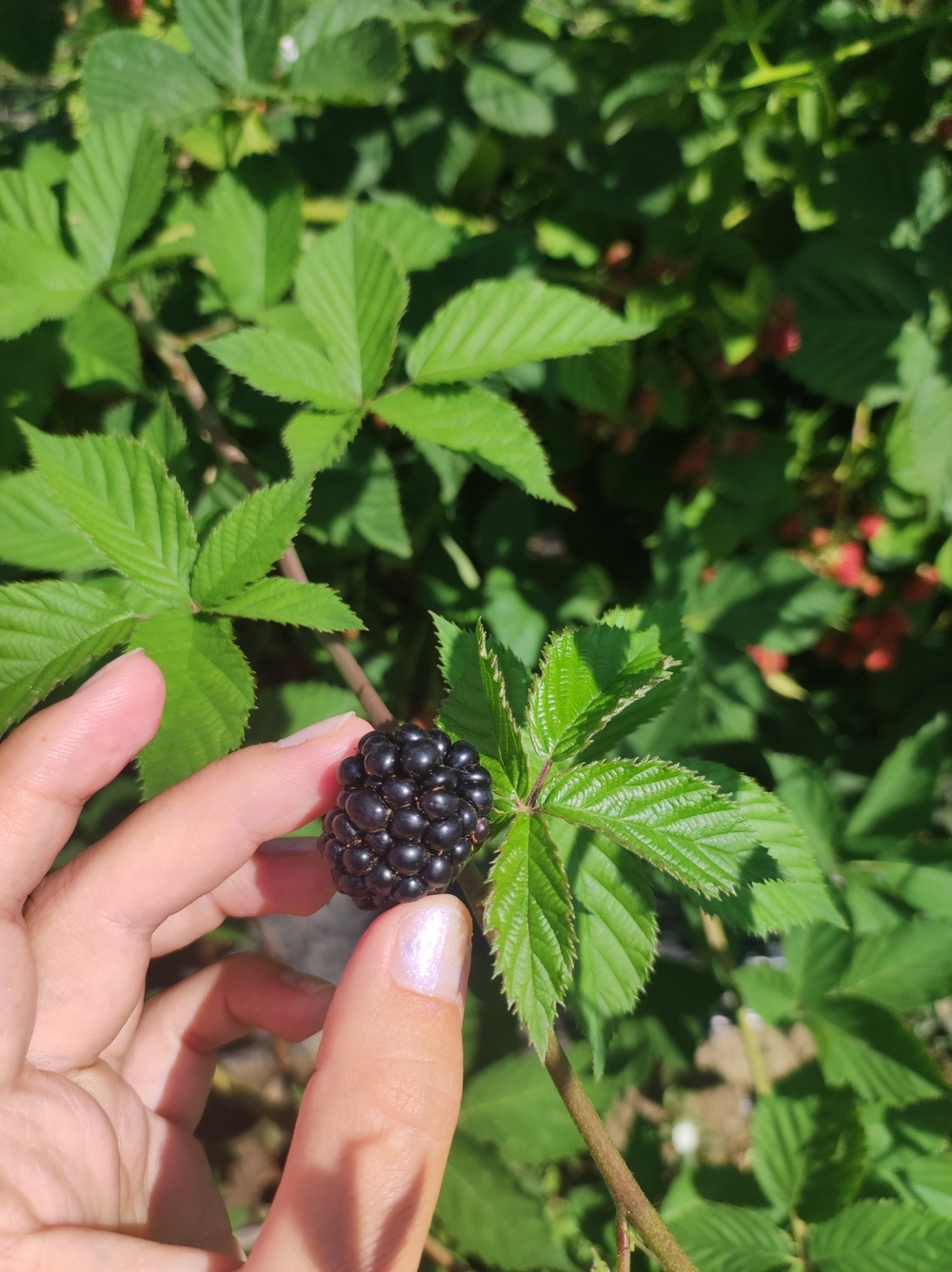 Вкусно, полезно и без калорий: крымчане научились выращивать чудо-ягоды