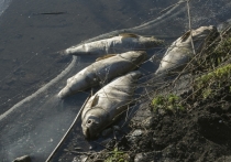На границе Польши и Германии в реке Одер зафиксирована массовая гибель рыбы