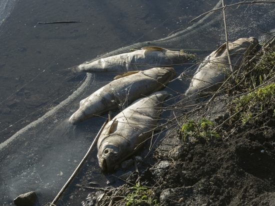 В реке у границ Польши зафиксировали массовую гибель рыбы