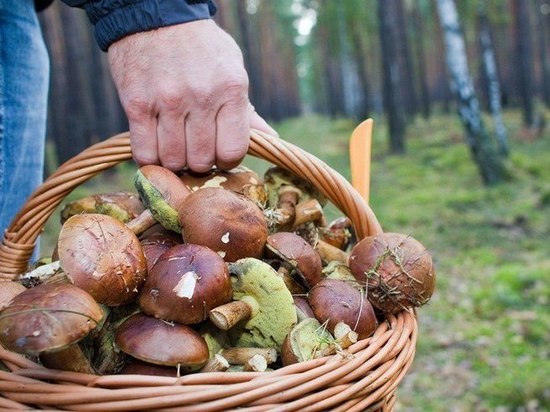 В Хабаровском крае ищут потерявшегося грибника