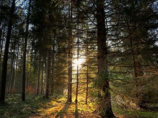 Орловщина вошла в топ-6 худших регионов по качеству лесного хозяйства