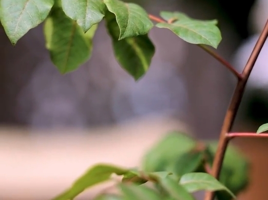 Отросток Благословенного дерева из Иордании прижился в Чечне