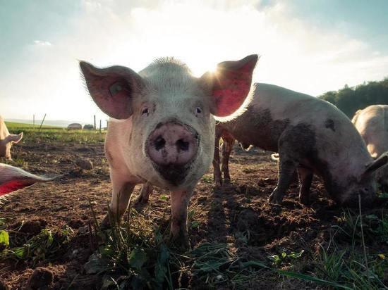 В Калининградской области появились три новых очага африканской чумы свиней