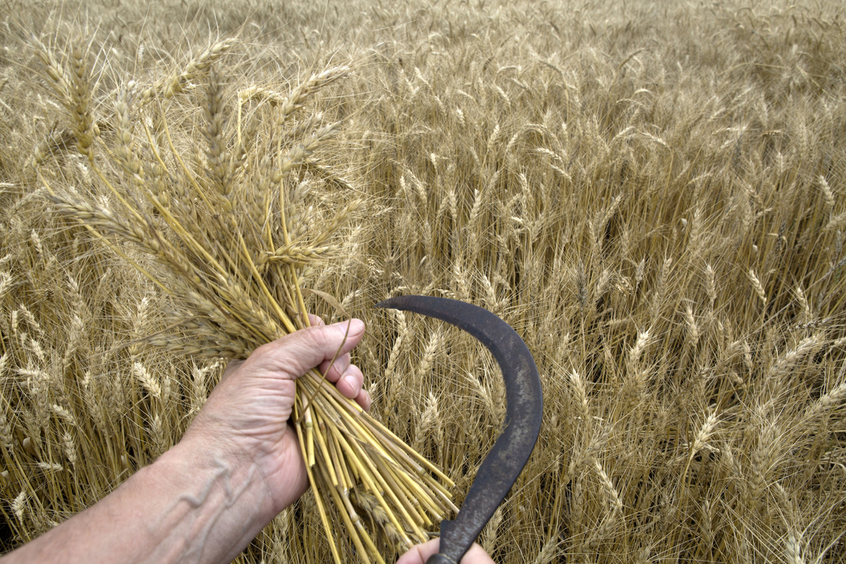 В сентябре был собран рекордный урожай. Сбор пшеницы. Сбор урожая пшеницы. Урожай. Россия пшеница.