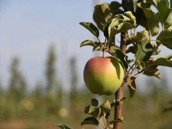 Ученые рассказали, как и когда нужно есть яблоки