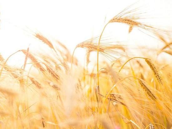 Власти Калининграда рассказали об уборке зерновых и масличных культур