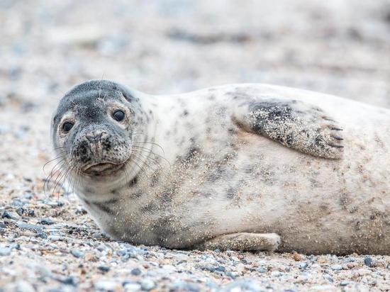 «Зарядка для хвоста»: видео с разминкой тюленя в мурманской области выложили в Сеть