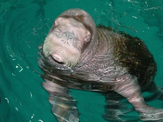 В Норвегии усыпили любимицу публики моржиху Фрейю