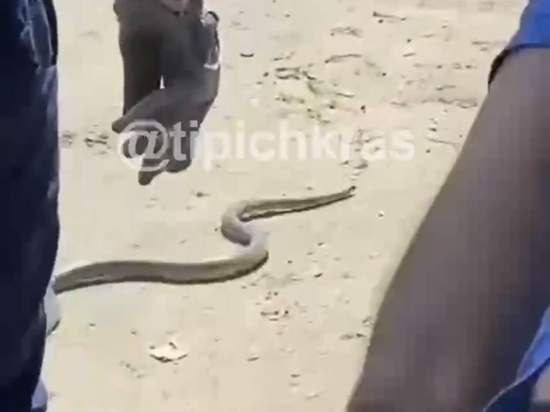 Огромная змея заползла в машину краснодарца