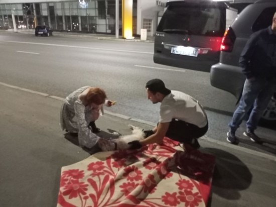 Владимирцы спасли собаку на ночной улице