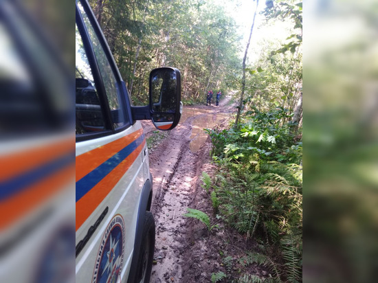 Спасатели вывели заблудившегося пожилого мужчину из леса около поселка Хвалово