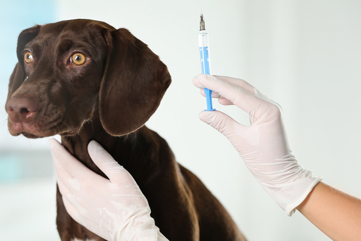 Кинологи рассказали о самых популярных мифах при вакцинации собак