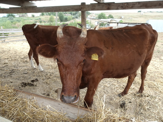 Минсельхоз: в Крым завезли коров редкой породы